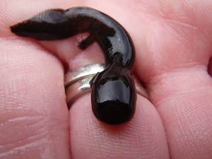Juvenile Hellbender Juvenile Hellbender